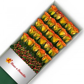 CAJA 25 ROSAS CIRCUS